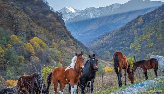 Mastering Horse Owner Grooming: Tips for a Happy Equine Companion