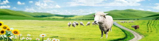 Sheep Trimmer: Achieve Efficient and Precise Wool Trimming | Wholesale Options Available